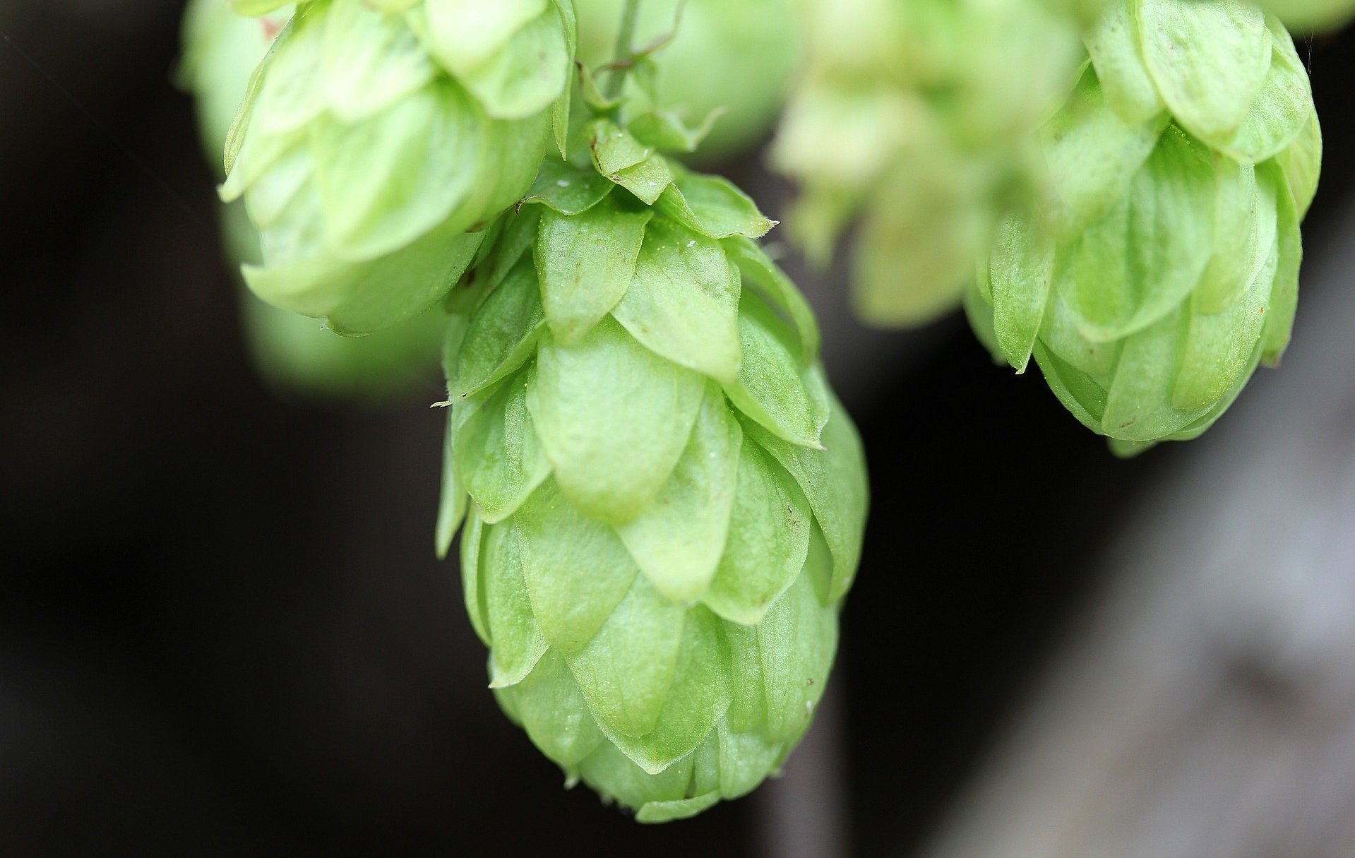 Hopfendolden