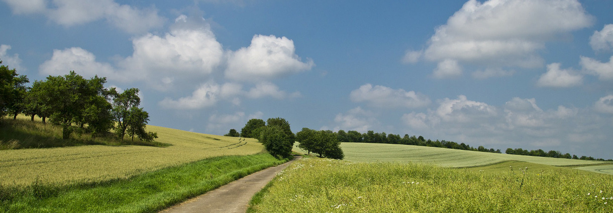 Feldweg durch Getreidefelder