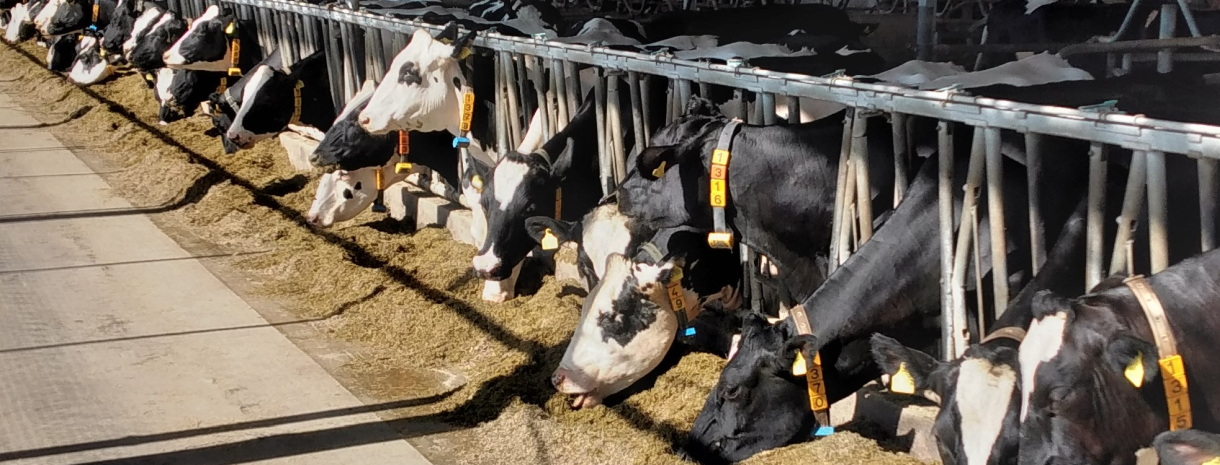 Symbolbild Rinderreport - Kühe im Stall bei der Futteraufnahme