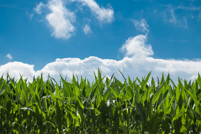 Maisfeld unter blauem Himmel mit Wolken